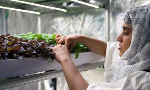 Lady lifting a crop tray