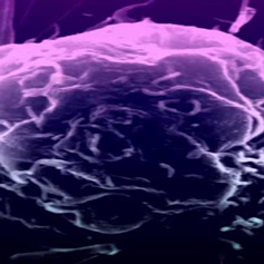 brain and neurons